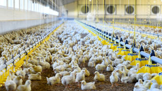 L'intelligence artificielle permet de prédire la date de réforme des poules ou le temps nécessaire à l'atteinte d'un poids cible. L'intelligence artificielle permet de prédire la date de réforme des poules ou le temps nécessaire à l'atteinte d'un poids cible.